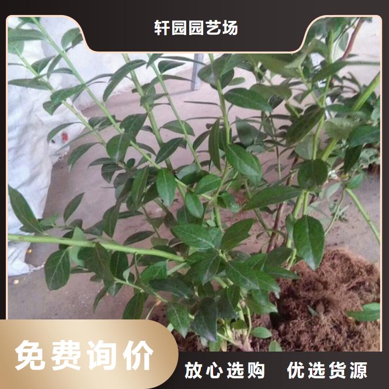 蓝莓苗樱桃苗厂家直销供货稳定