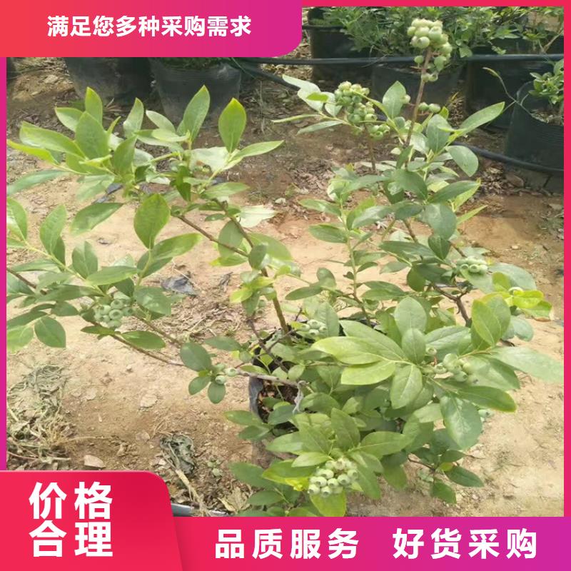 蓝莓苗樱桃苗厂家直销供货稳定