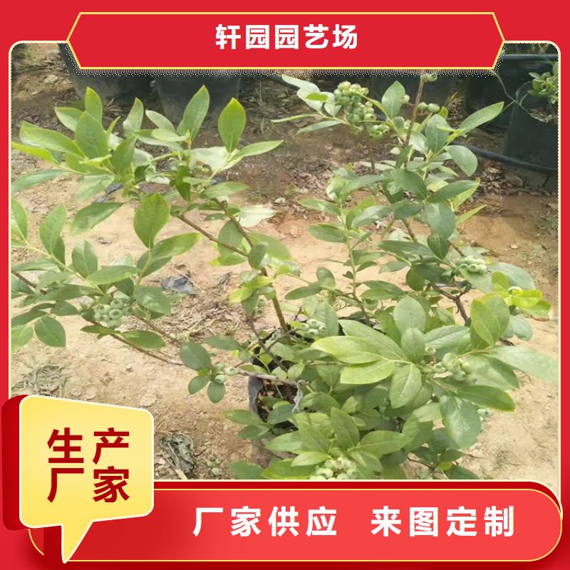 【蓝莓苗】 樱桃苗源头厂家来图定制-可发货到荷塘|石峰|娄底|衡阳|岳阳|张家界|邵阳