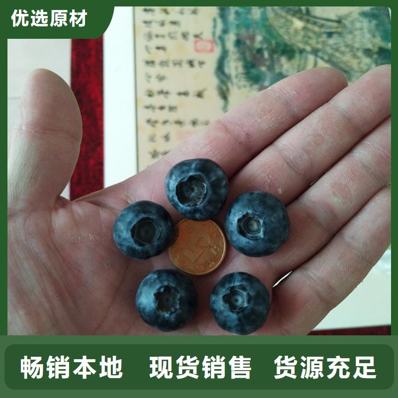 蓝莓苗_樱桃苗一周内发货