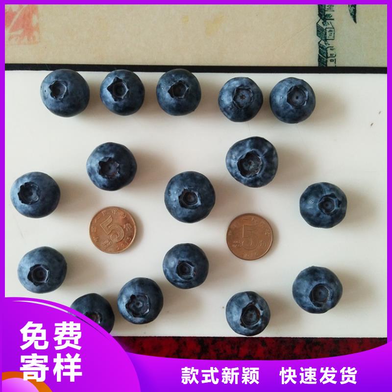 蓝莓苗-桃树苗大量现货供应