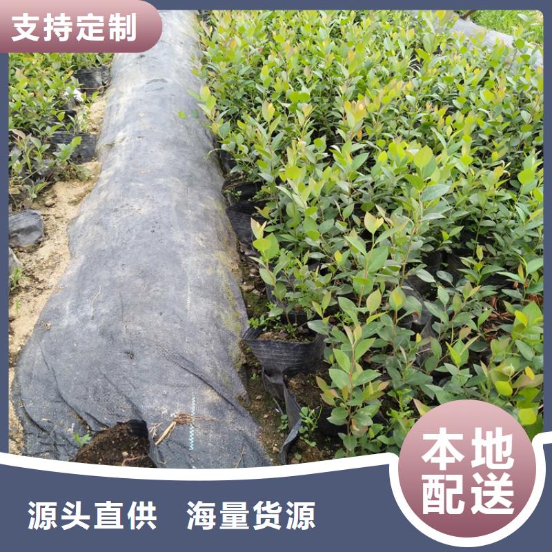 蓝莓苗苹果苗产地批发