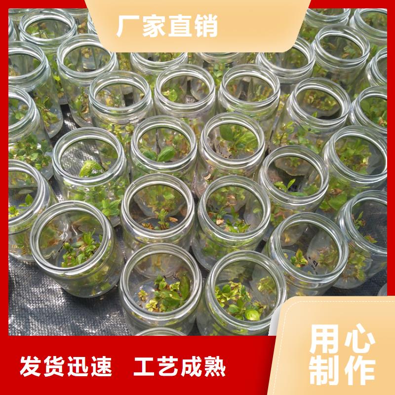 蓝莓苗,西瓜苗定制批发