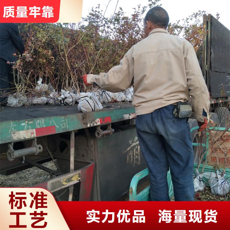 【蓝莓苗】,西瓜苗放心得选择