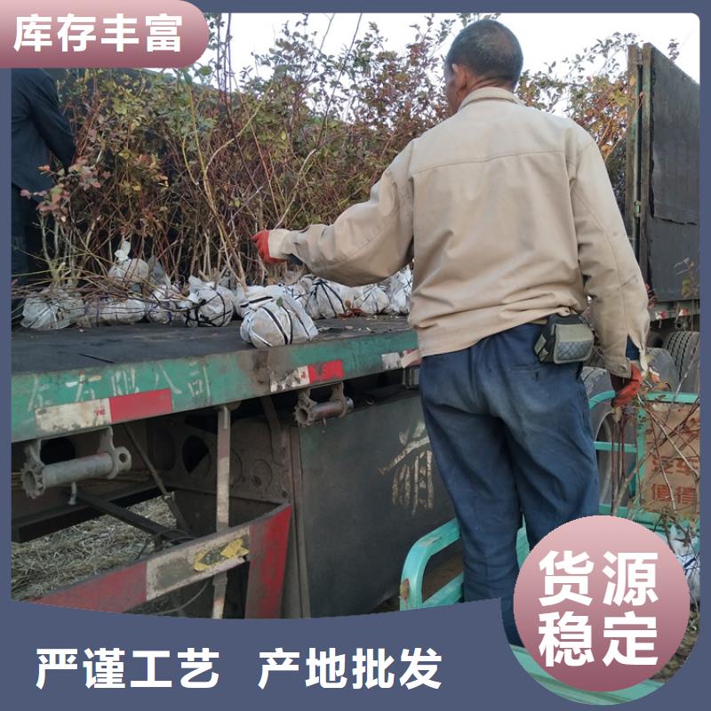 蓝莓苗苹果苗产地批发