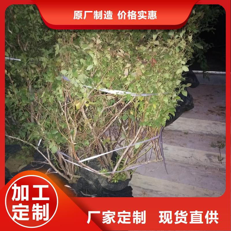 【蓝莓苗】,桃树苗行业优选 轩园园艺场(东莞市分公司)
