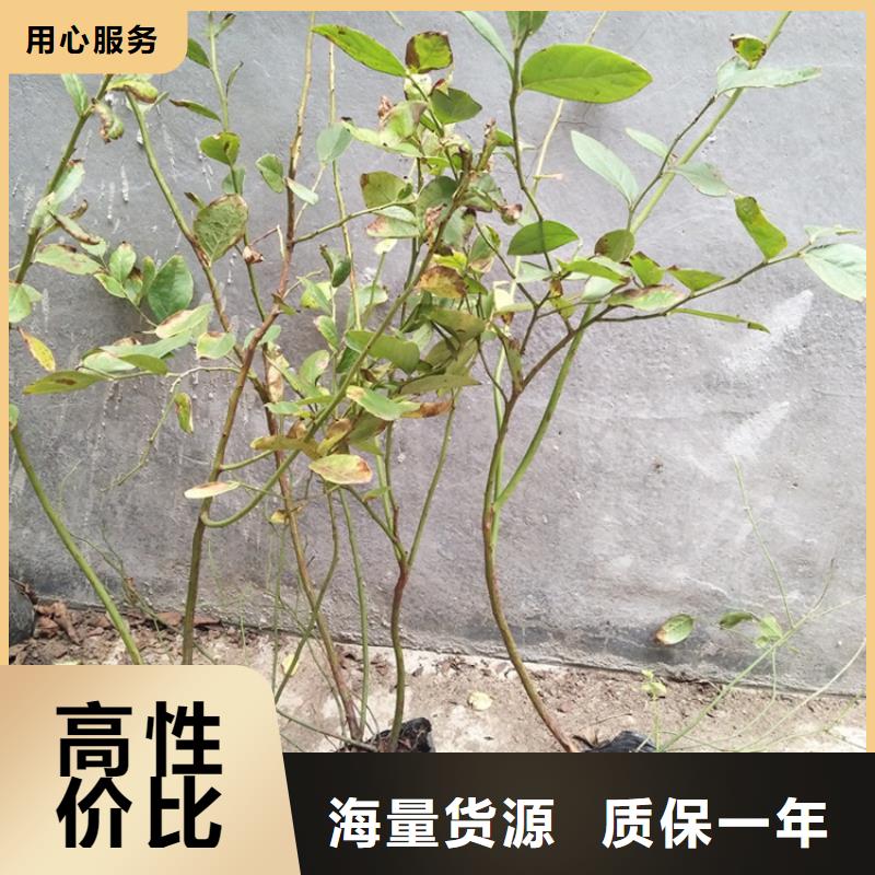 蓝莓苗樱桃苗厂家直销供货稳定