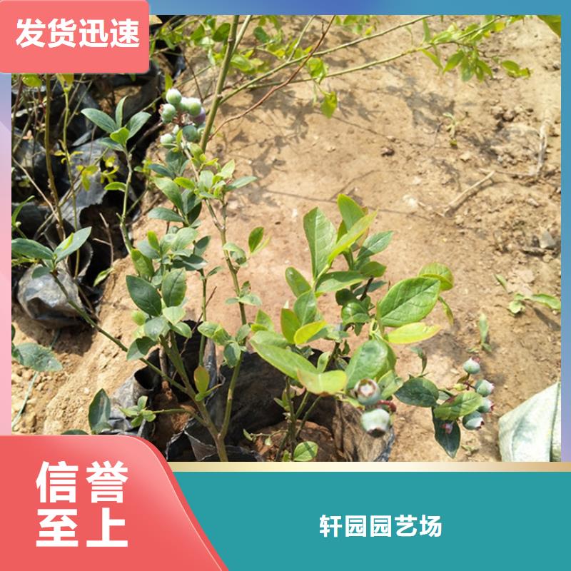 蓝莓苗-桃树苗大量现货供应