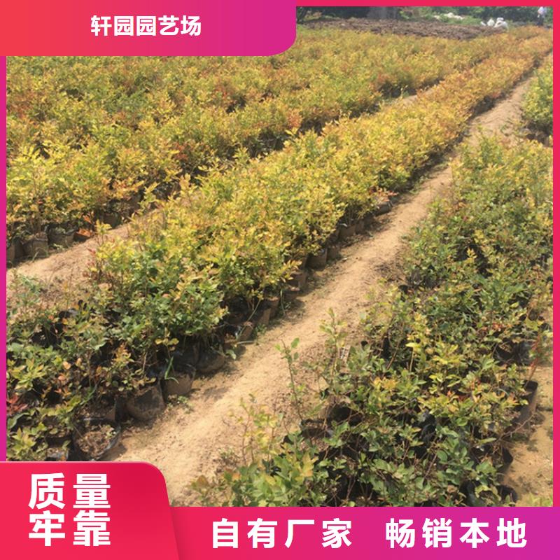 蓝莓苗 【石榴树】应用广泛精选货源