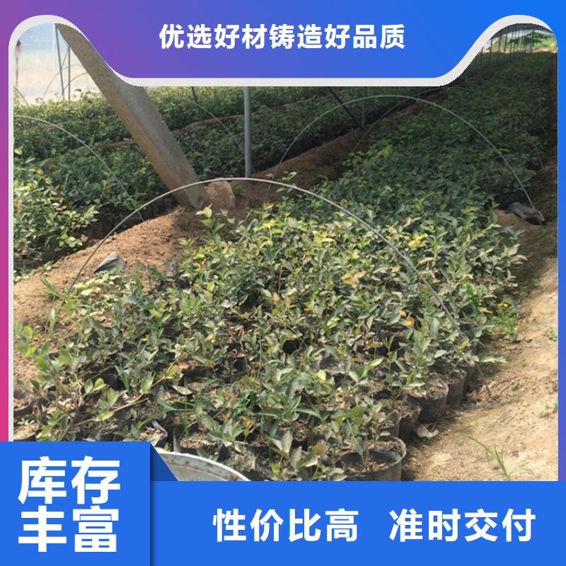 蓝莓苗石榴树高质量高信誉