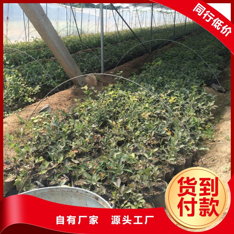 【蓝莓苗】 樱桃苗源头厂家来图定制-可发货到荷塘|石峰|娄底|衡阳|岳阳|张家界|邵阳