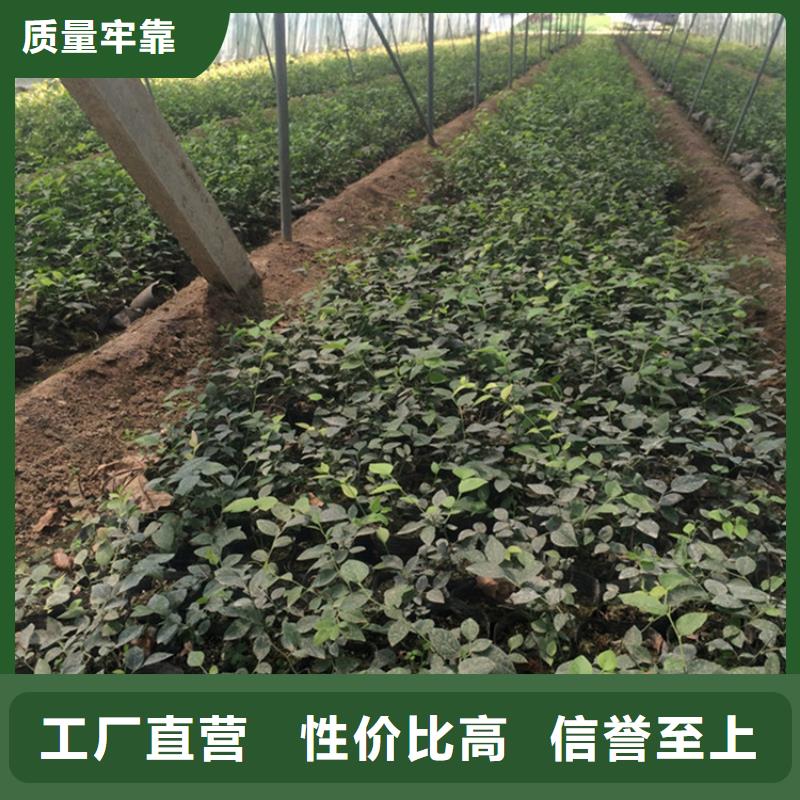蓝莓苗,西瓜苗定制批发