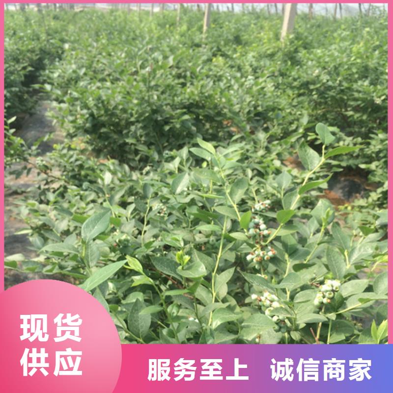 蓝莓苗苹果苗优质工艺