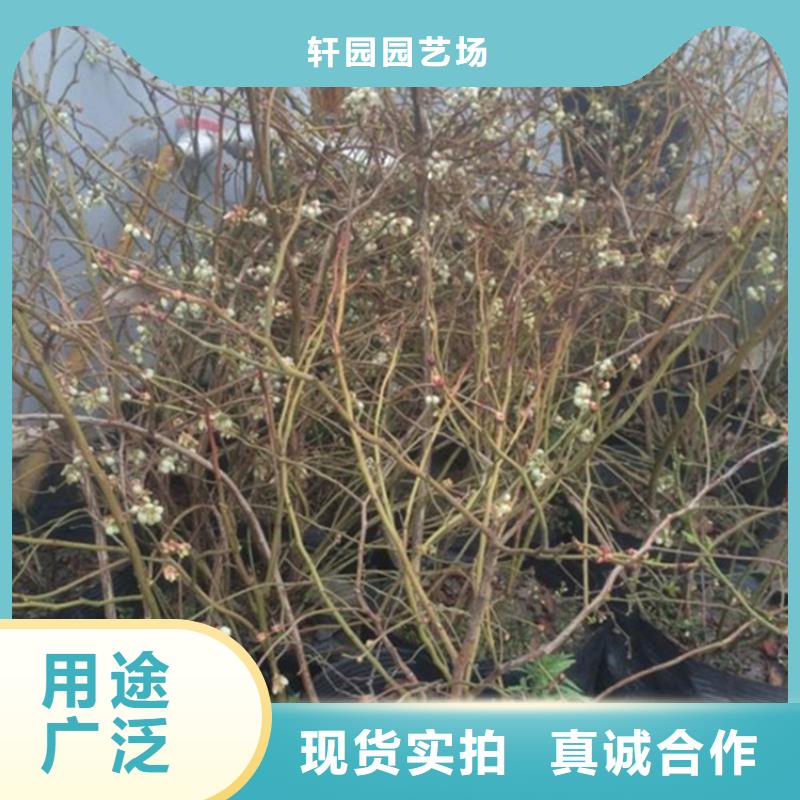 蓝莓苗,西瓜苗定制批发