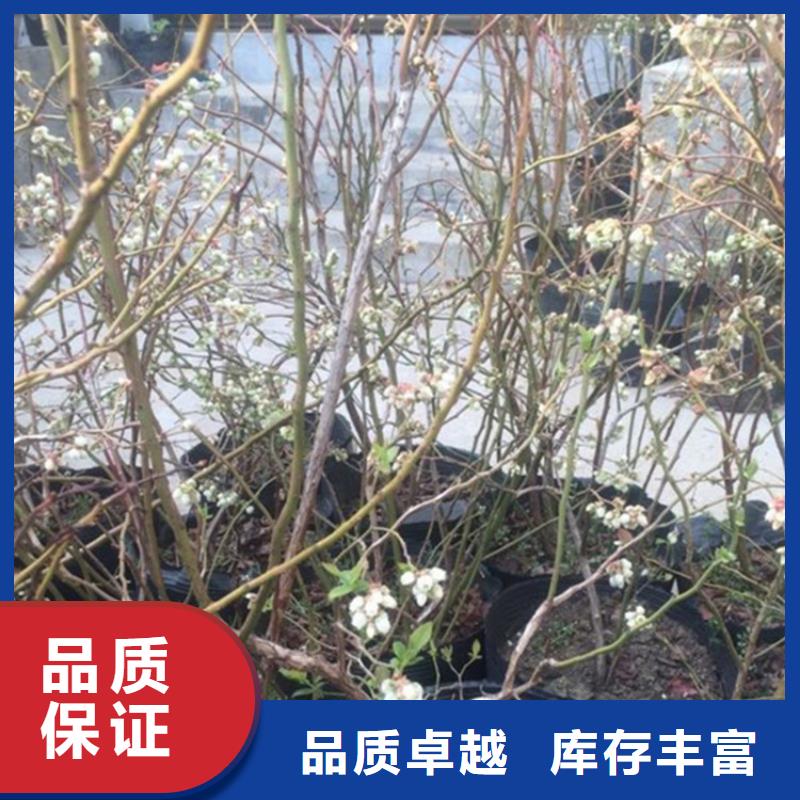 【蓝莓苗】 樱桃苗源头厂家来图定制-可发货到荷塘|石峰|娄底|衡阳|岳阳|张家界|邵阳