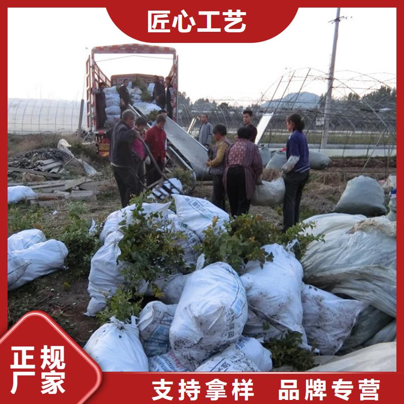 蓝莓苗_樱桃苗一周内发货