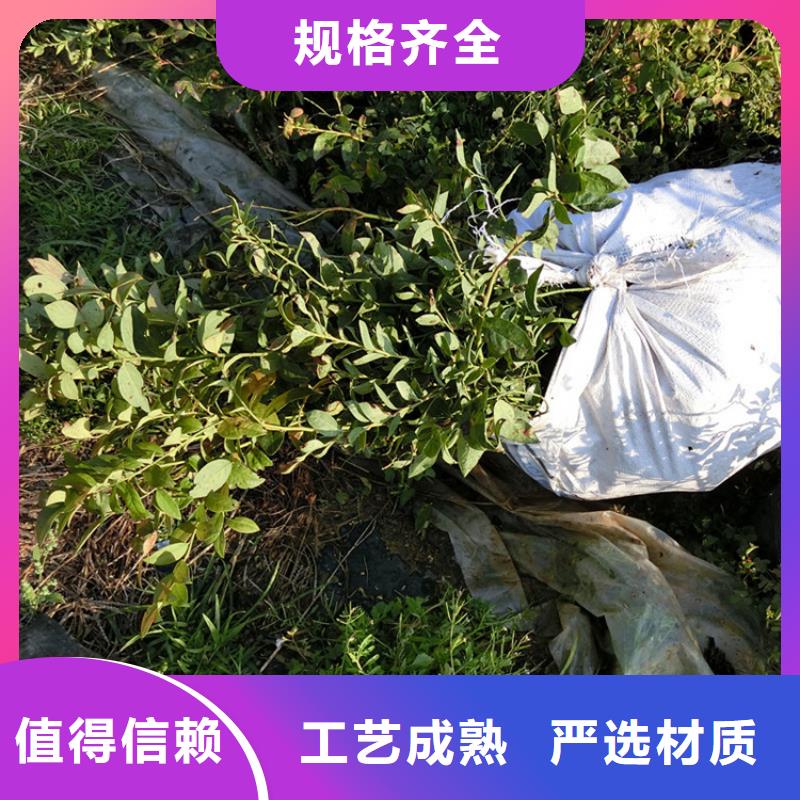 蓝莓苗做工精细