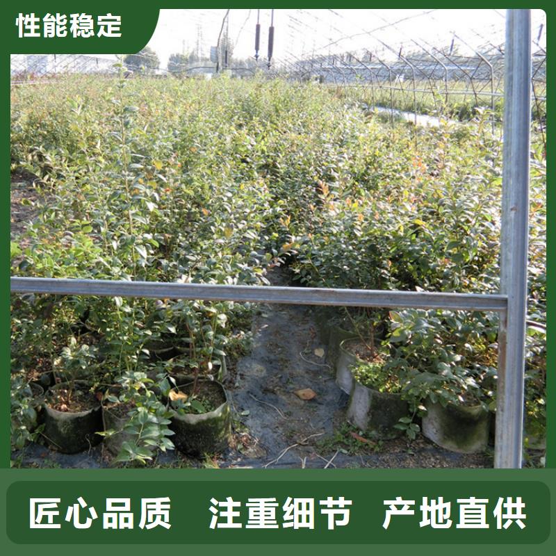蓝莓苗-桃树苗大量现货供应