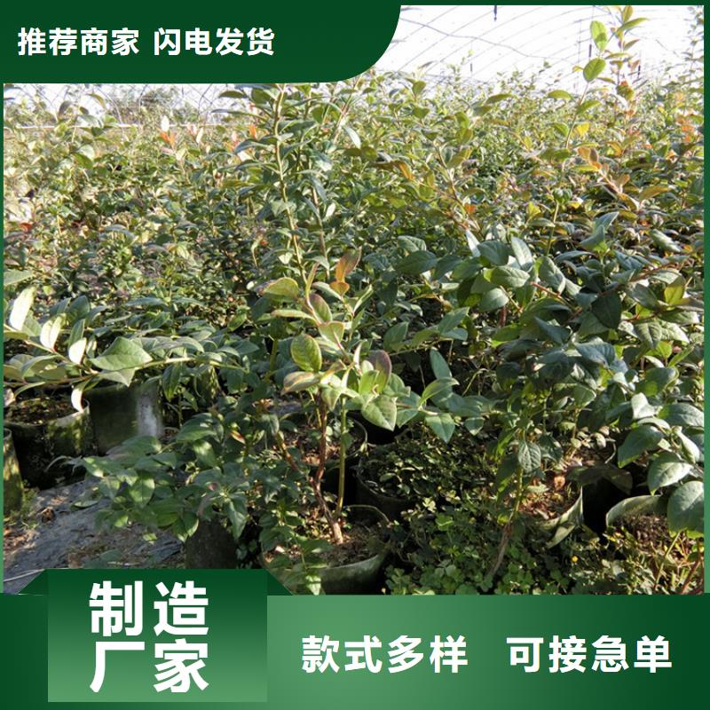 【蓝莓苗】石榴树多行业适用