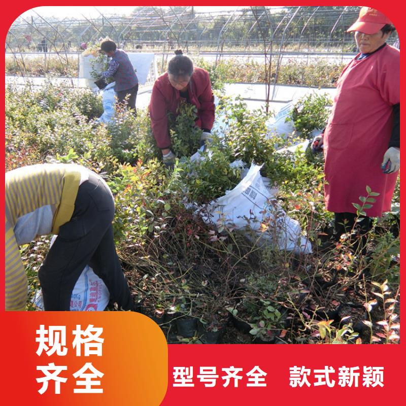 蓝莓苗做工精细