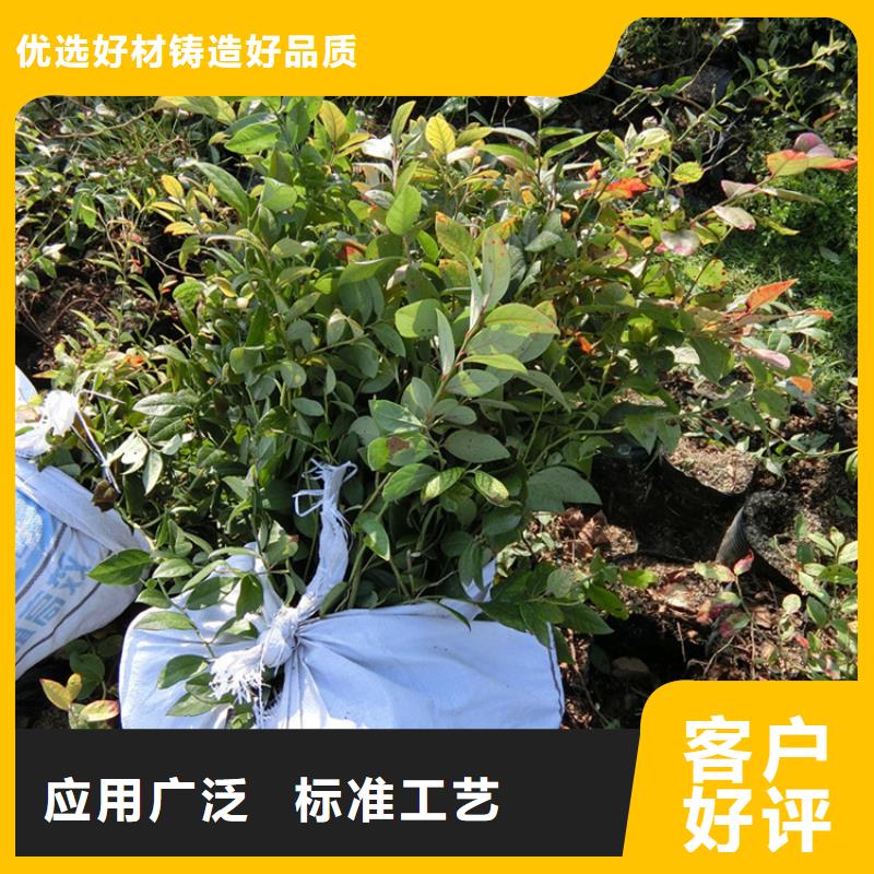 蓝莓苗苹果苗产地批发