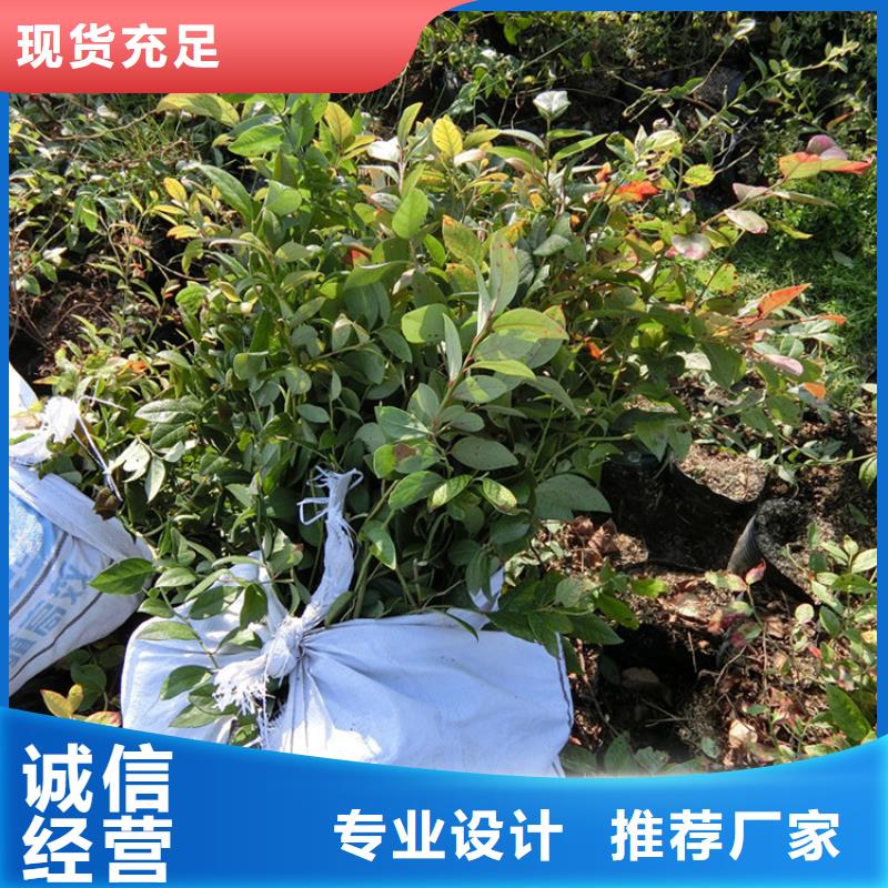 【蓝莓苗】_无花果苗用品质说话
