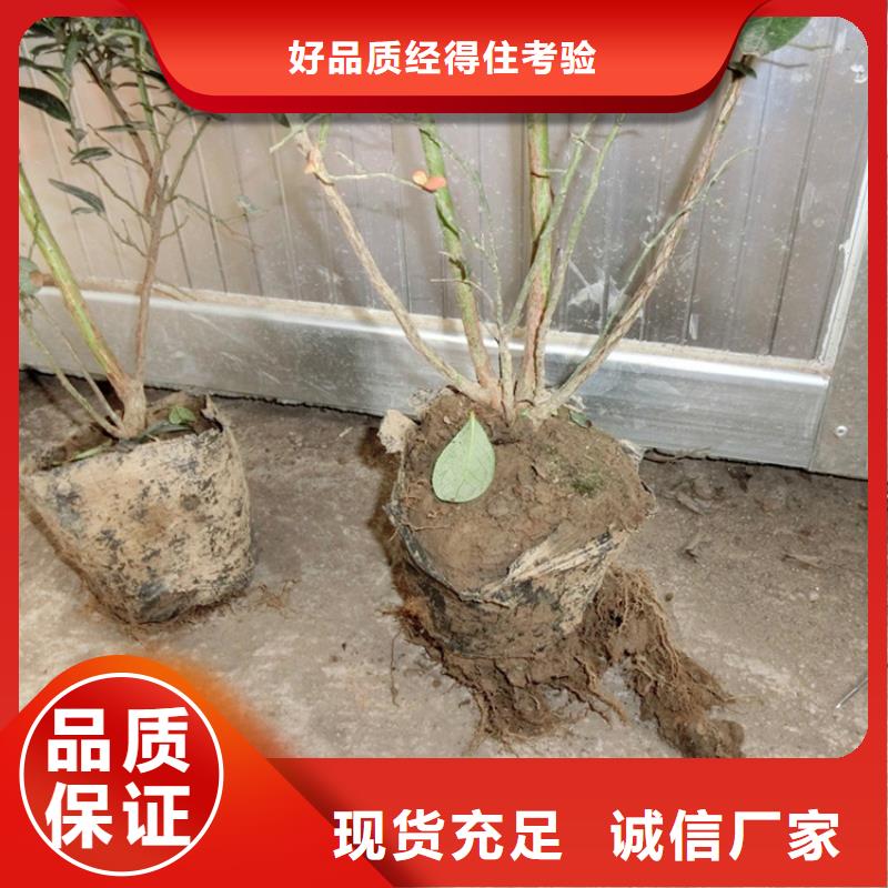 蓝莓苗-草莓苗原厂制造