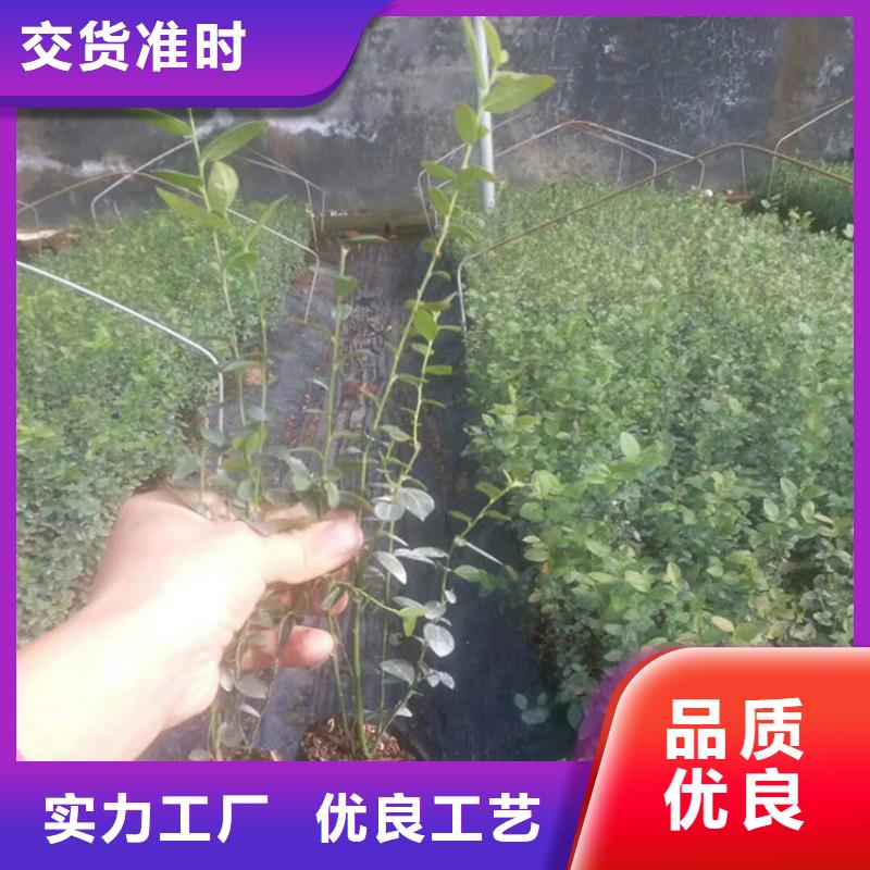 【蓝莓苗】石榴树苗多种优势放心选择