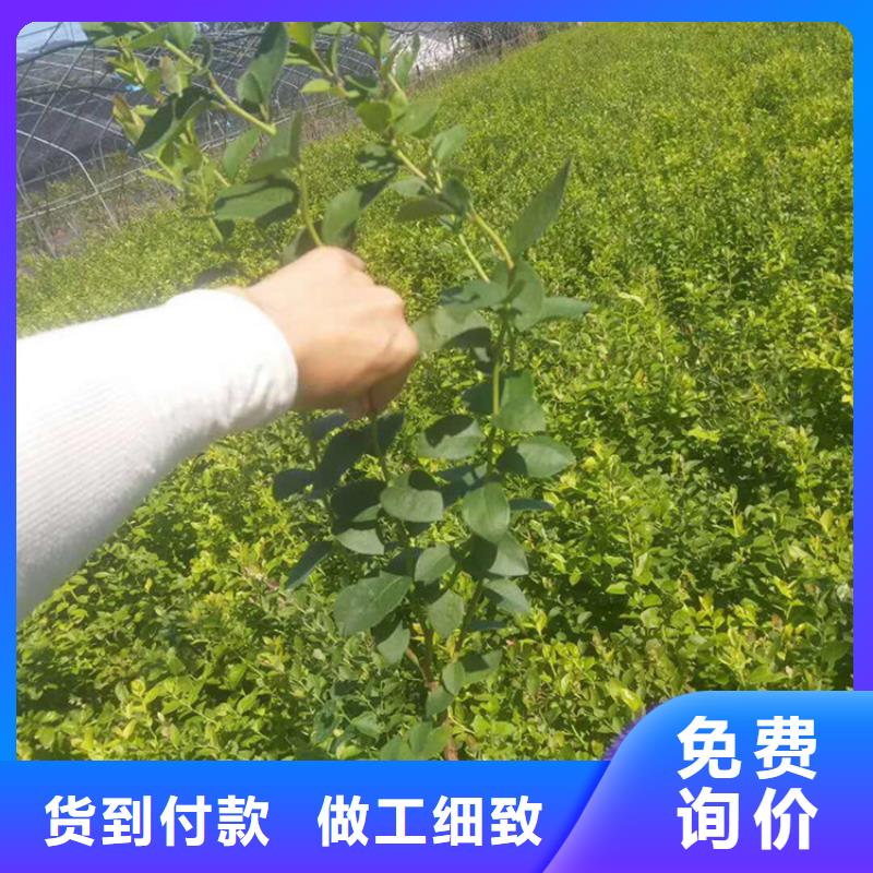 【蓝莓苗】,桃树苗行业优选 轩园园艺场(东莞市分公司)