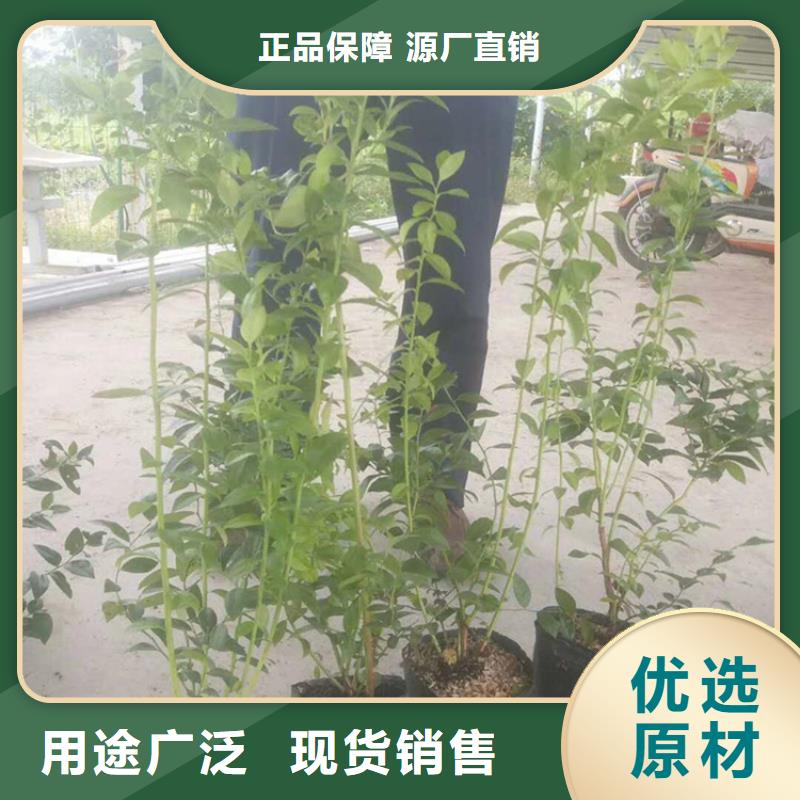 【蓝莓苗】,西瓜苗放心得选择