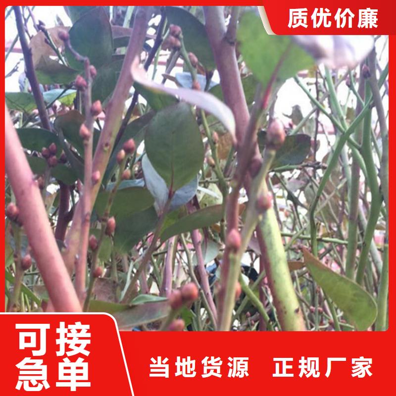 【蓝莓苗】,西瓜苗放心得选择