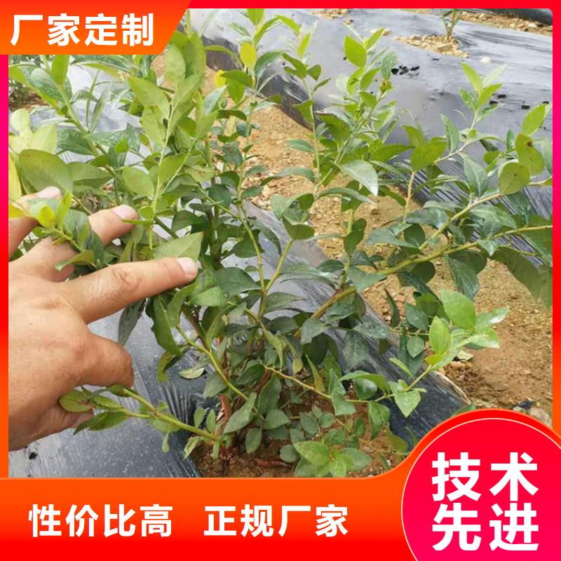 蓝莓苗 【石榴树】应用广泛精选货源