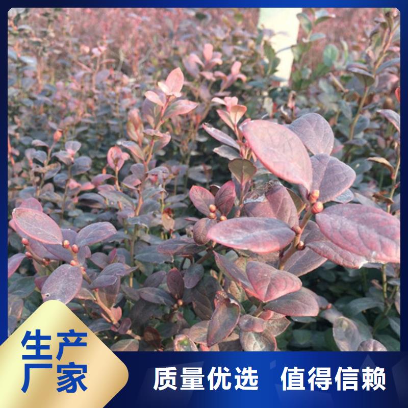 蓝莓苗-桃树苗大量现货供应