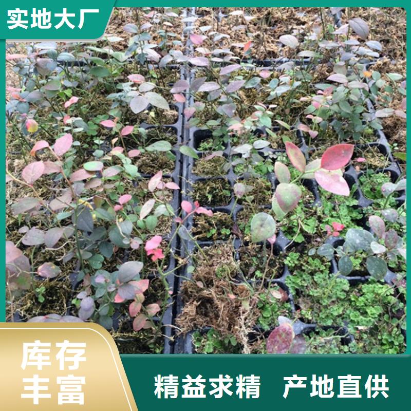 蓝莓苗做工精细