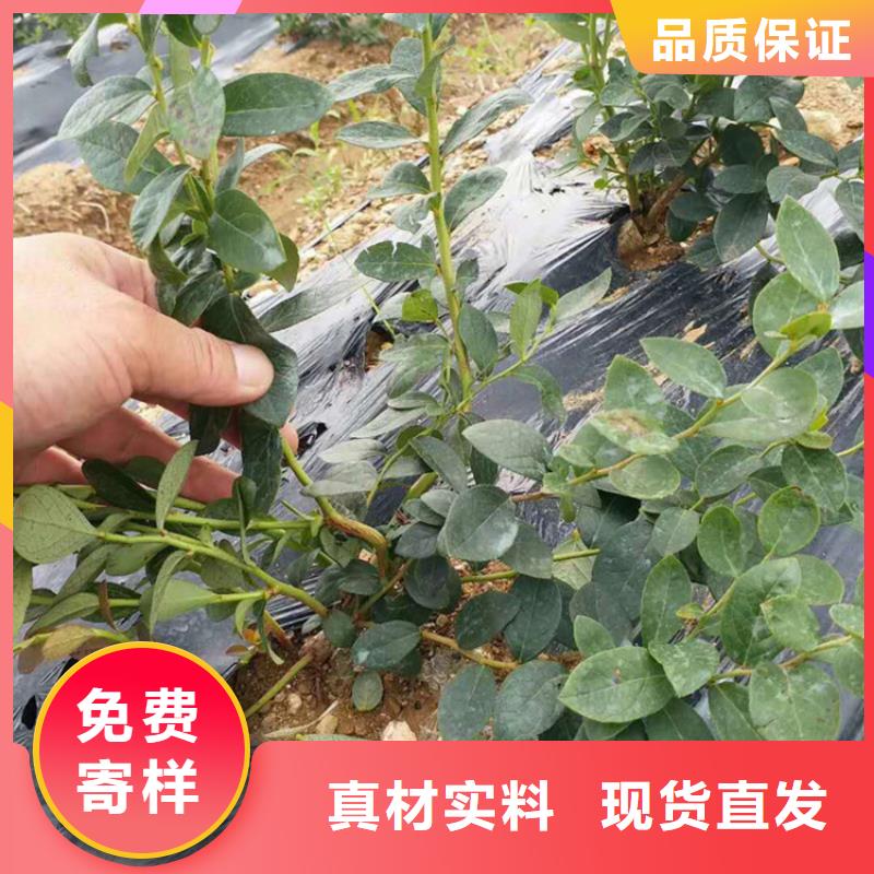 【蓝莓苗】,桃树苗行业优选 轩园园艺场(东莞市分公司)