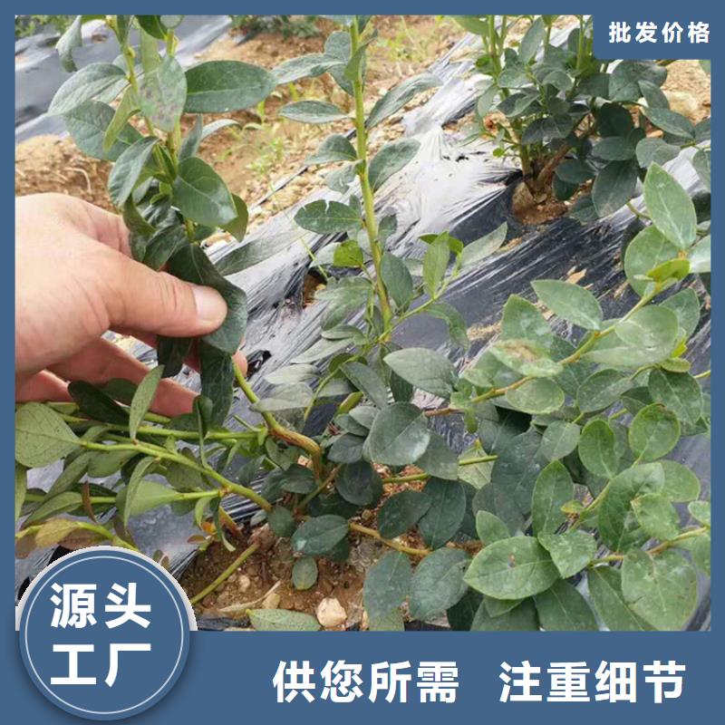 蓝莓苗樱桃苗厂家直销供货稳定