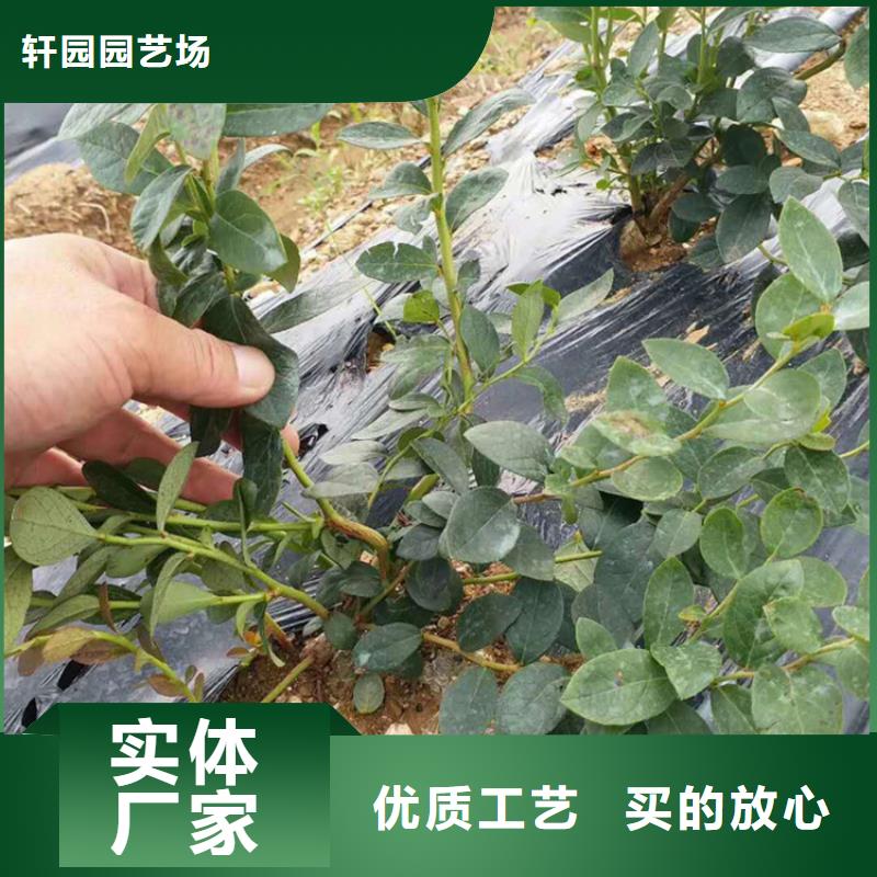 【蓝莓苗】 樱桃苗源头厂家来图定制-可发货到荷塘|石峰|娄底|衡阳|岳阳|张家界|邵阳
