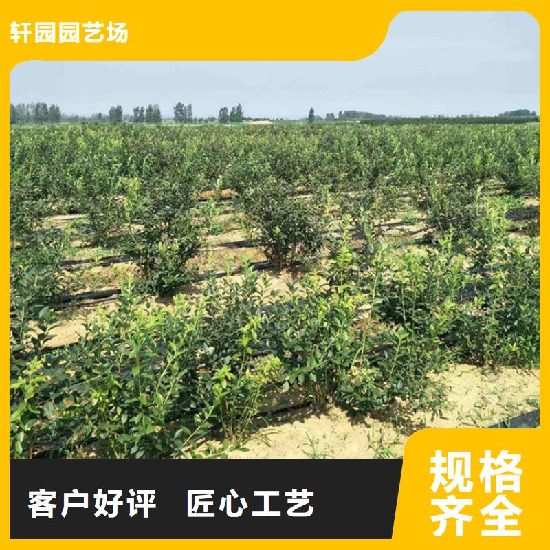 蓝莓苗做工精细