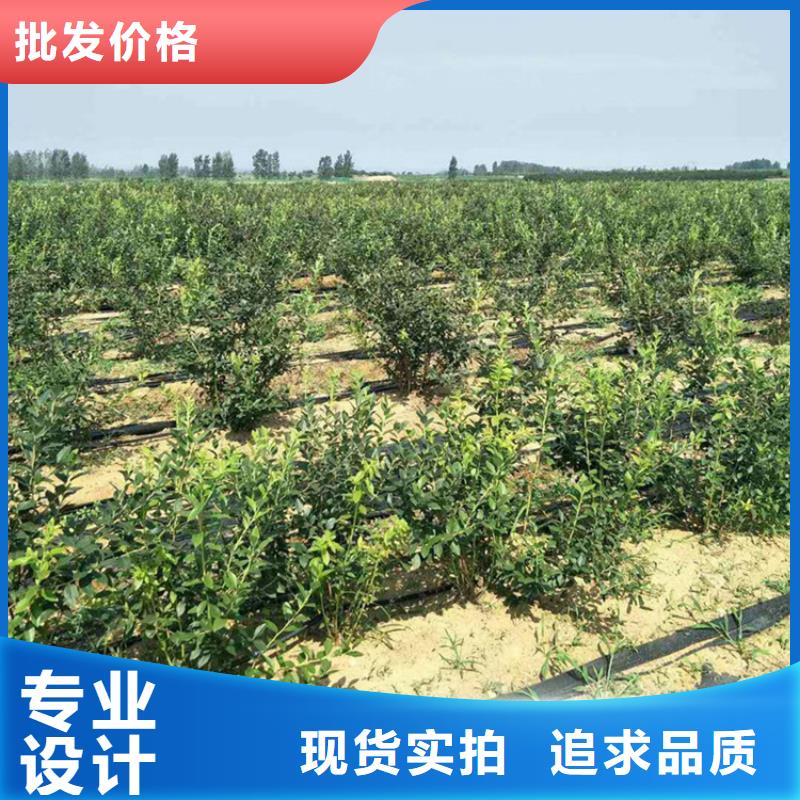 蓝莓苗,西瓜苗定制批发