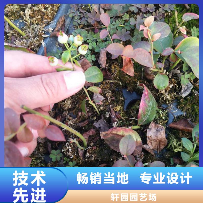 蓝莓苗苹果苗优质工艺