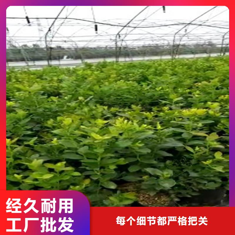 【蓝莓苗】 樱桃苗源头厂家来图定制-可发货到荷塘|石峰|娄底|衡阳|岳阳|张家界|邵阳