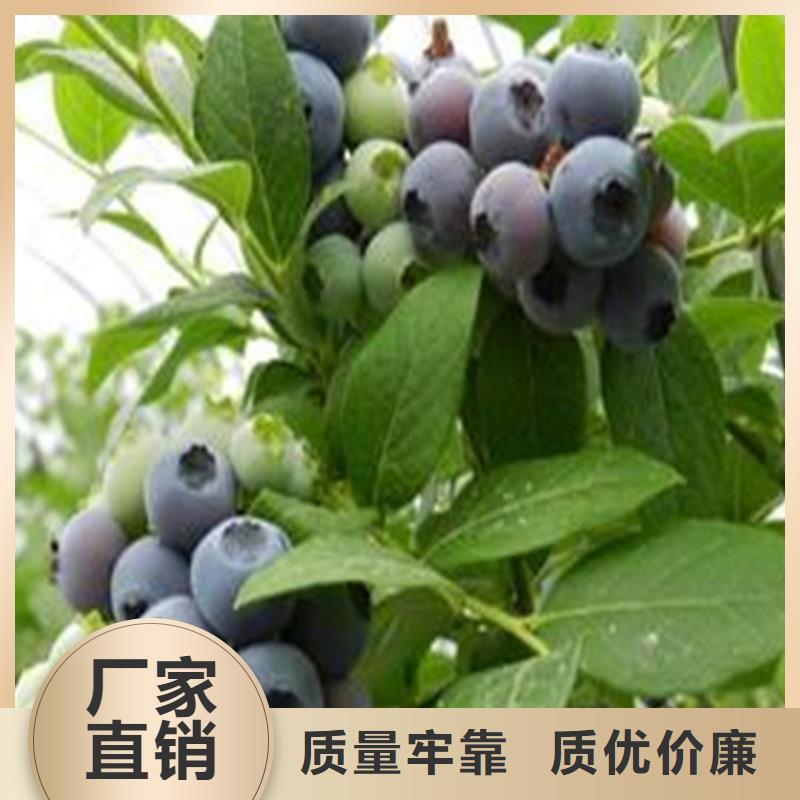 【蓝莓苗】-桃树苗批发价格