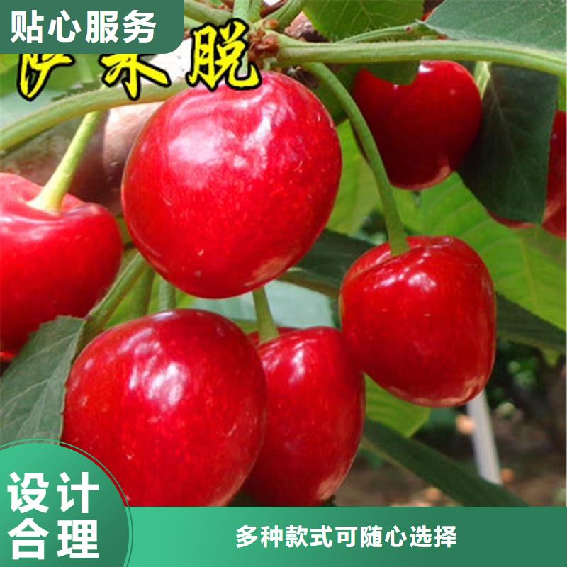 樱桃桃树苗现货直供