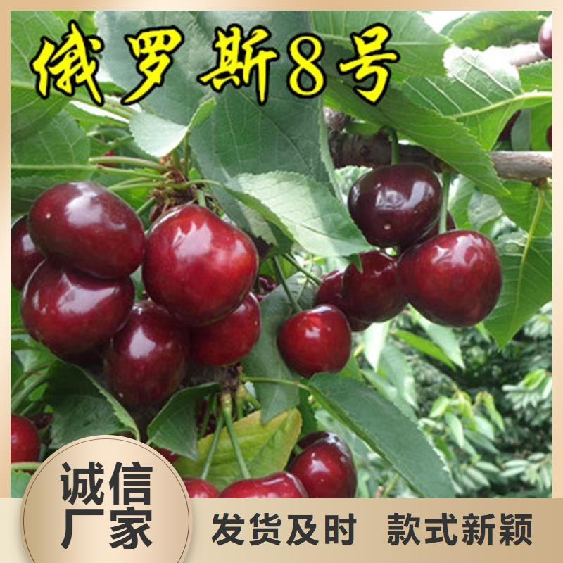 樱桃嘎啦苹果免费寄样