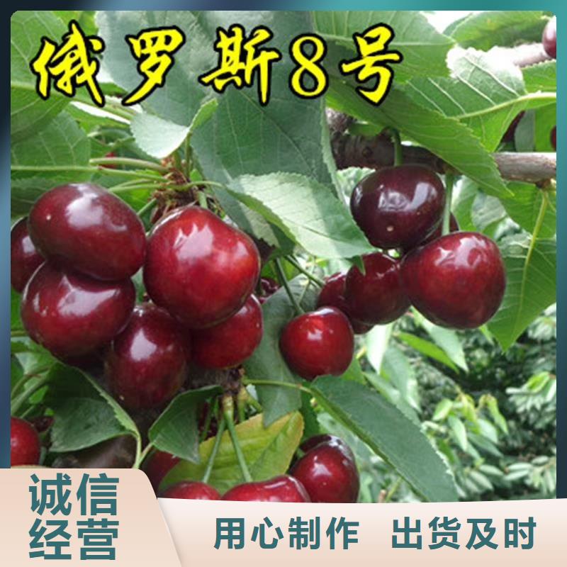 【樱桃蓝莓苗一周内发货】