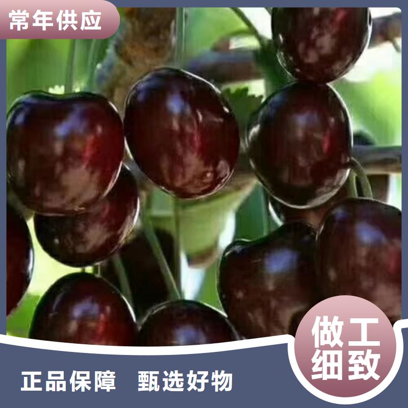 樱桃猕猴桃苗按需定制