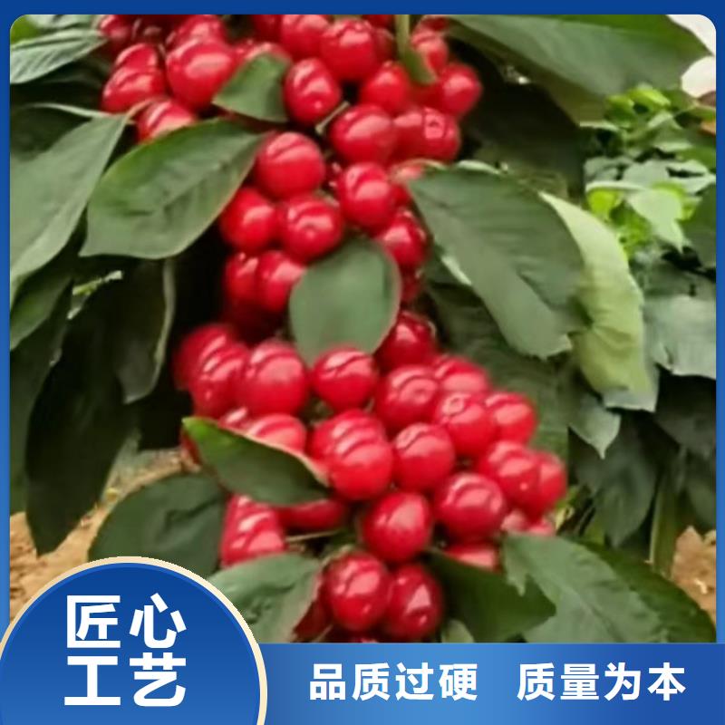 樱桃3公分石榴苗货真价实