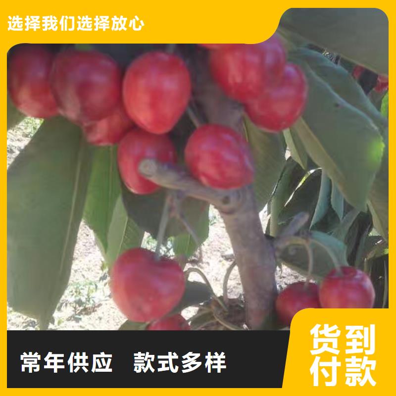 【樱桃蓝莓苗一周内发货】