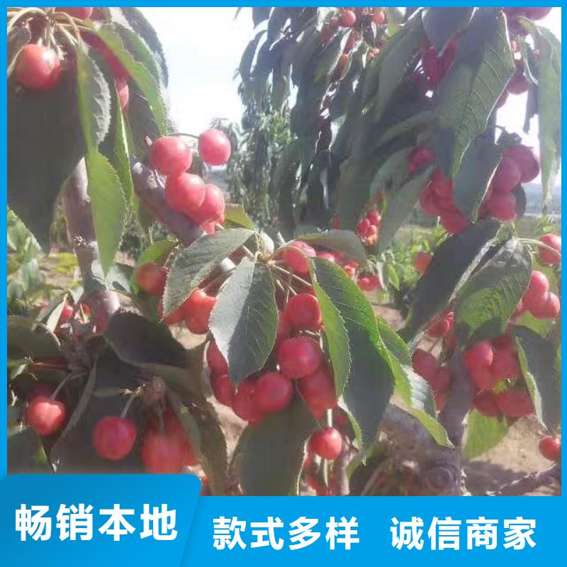 【 樱桃李树苗支持定制批发】