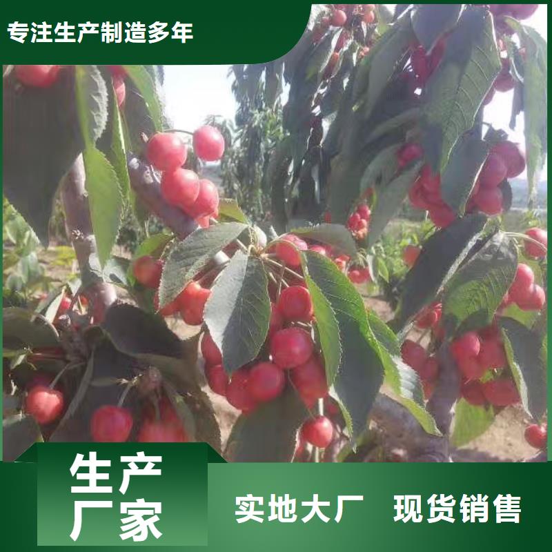 樱桃,李子苗货源稳定